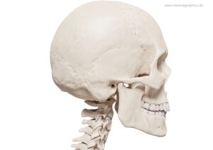 Schädel Anatomie Skelett