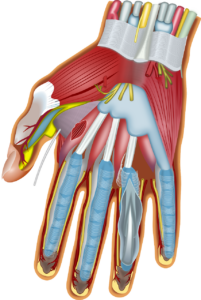 Hand Anatomie Nerven und Muskeln