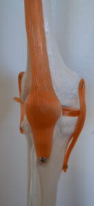 Kniegelenk Anatomie Skelett
