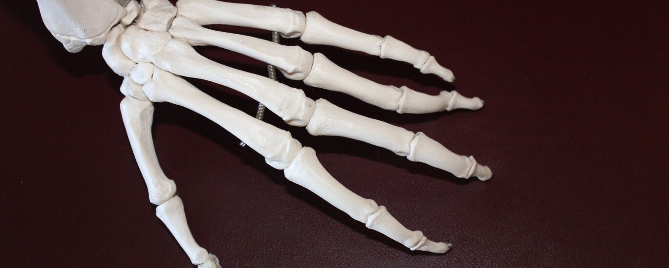 Hand Skelett