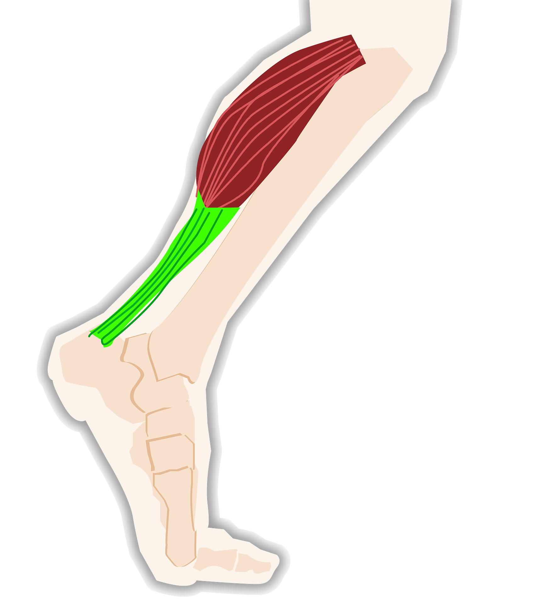 Achillessehne – Achillessehnenriss - Physio Bosse